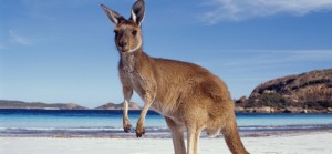 Kangaroo-on-Beach-wallpaper